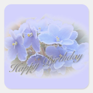 Pegatina Cuadrada Violetas azules africanas de cumpleaños
