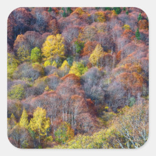 Pegatina Cuadrada Vista aérea de árboles coloridos del bosque de oto