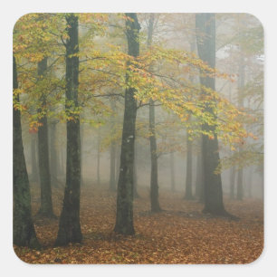 Pegatina Cuadrada Vista de otoño de bosque brumoso, Abuelo 3