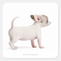 Vista lateral de Chihuahua Puppy (10 semanas de ed
