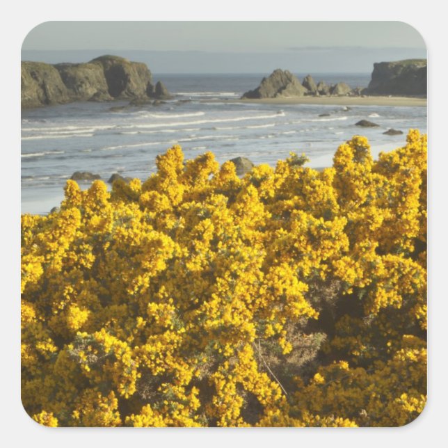 Pegatina Cuadrada Vistas costeras, Bandon, Oregón (Anverso)