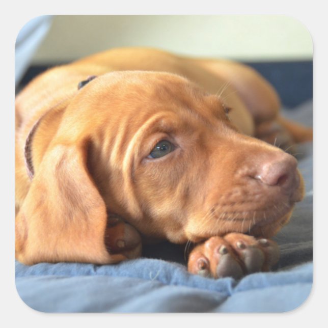 Pegatina Cuadrada Vizsla Cachorro descansando en su camino (Anverso)