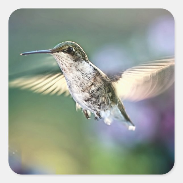 Pegatina Cuadrada Volando colibrí (Anverso)