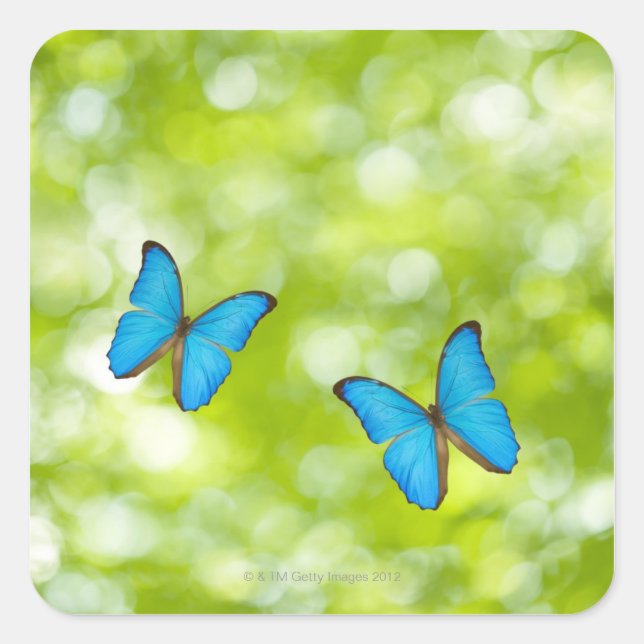 Pegatina Cuadrada Volando mariposas, compuesto digital (Anverso)