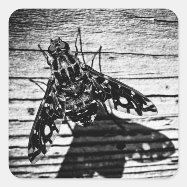 Pegatina Cuadrada volver atrás (Anverso)