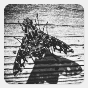 Pegatina Cuadrada volver atrás