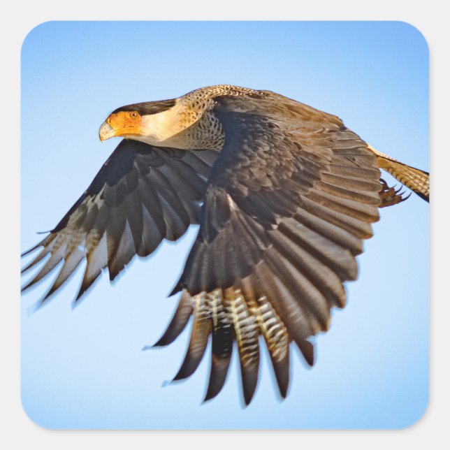 Pegatina Cuadrada "Vuelo de Caracara"  (Anverso)