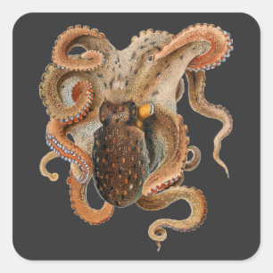 Pegatina Cuadrada Vulgaris octopus vintage, animales de la vida mari