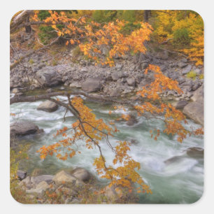 Pegatina Cuadrada WA, Bosque Nacional Wenatchee, Árbol de arce y