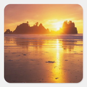 Pegatina Cuadrada WA, policía olímpica, playa Shi Shi al atardecer