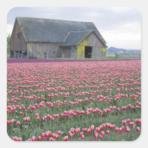Pegatina Cuadrada WA, Skagit Valley, Tulip Field y Barn