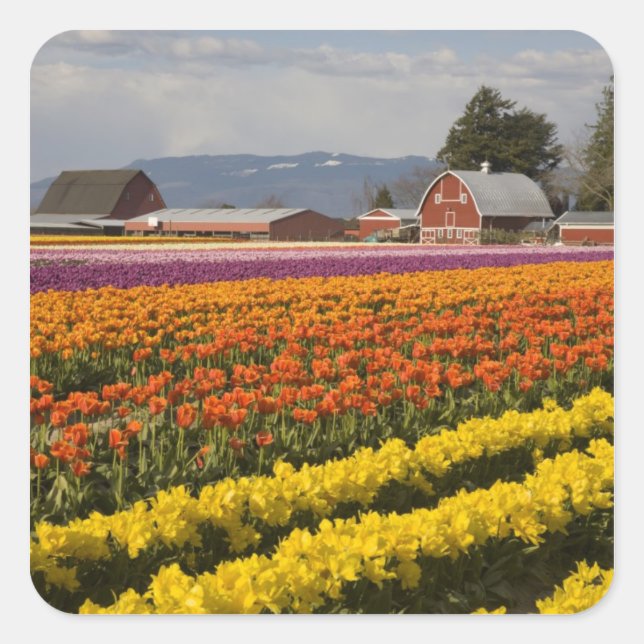 Pegatina Cuadrada WA, Skagit Valley, Tulipanes en flor, en (Anverso)