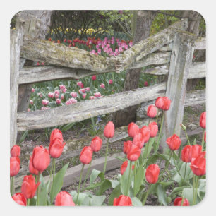Pegatina Cuadrada WA, Valle de Skagit, Jardín de tulipanes Roozengaa