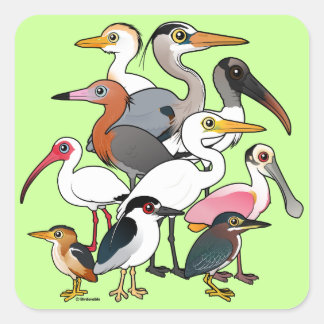 Pegatina Cuadrada Waders norteamericanos