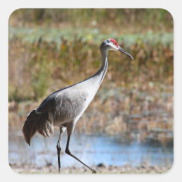 Pegatina Cuadrada Walking Tall - Sandhill Crane