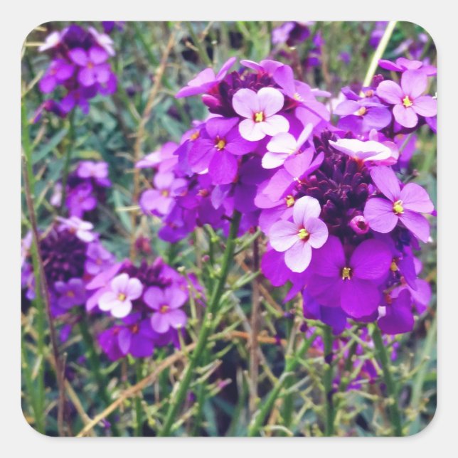 Pegatina Cuadrada Wallflower Bowles Mauve #1 Pegatinas (Anverso)