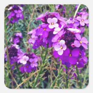 Pegatina Cuadrada Wallflower Bowles Mauve #1 Pegatinas