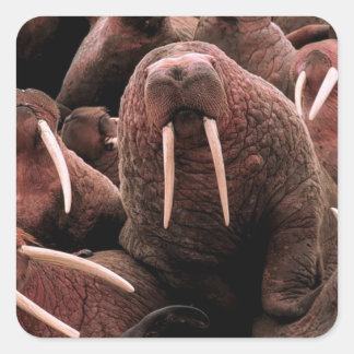 Pegatina Cuadrada Walrus