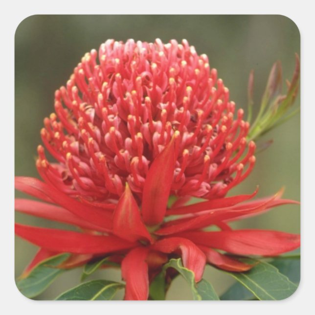 Pegatina Cuadrada Waratah en flor, flores de Australia (Anverso)
