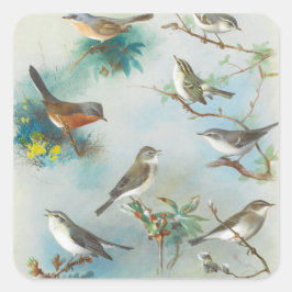 Pegatina Cuadrada Warbler y Wrens,