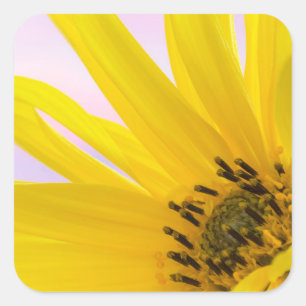 Pegatina Cuadrada Washington. Detalle de flor de girasol 1