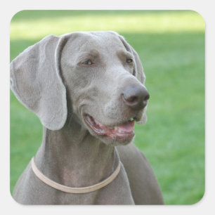 Pegatina Cuadrada Weimaraner