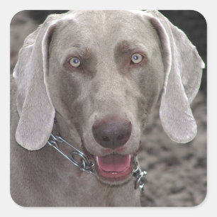 Pegatina Cuadrada Weimaraner