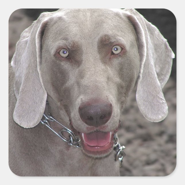 Pegatina Cuadrada Weimaraner (Anverso)