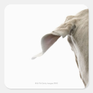 Pegatina Cuadrada Weimaraner 2