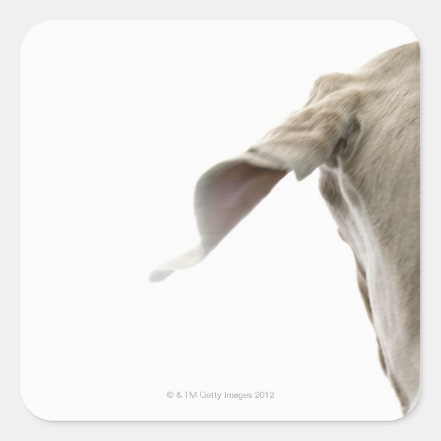 Pegatina Cuadrada Weimaraner 2 (Anverso)