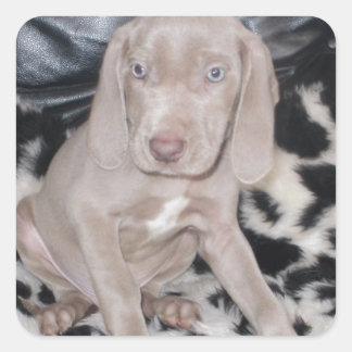 Pegatina Cuadrada Weimaraner Puppy