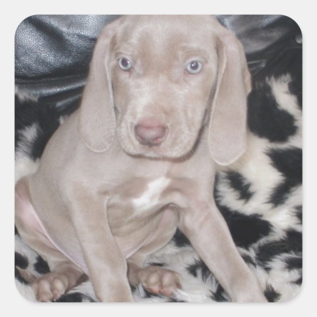 Pegatina Cuadrada Weimaraner Puppy (Anverso)