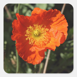 Pegatina Cuadrada Welsh Poppy (Naranja)