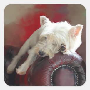 Pegatina Cuadrada Westie descansando