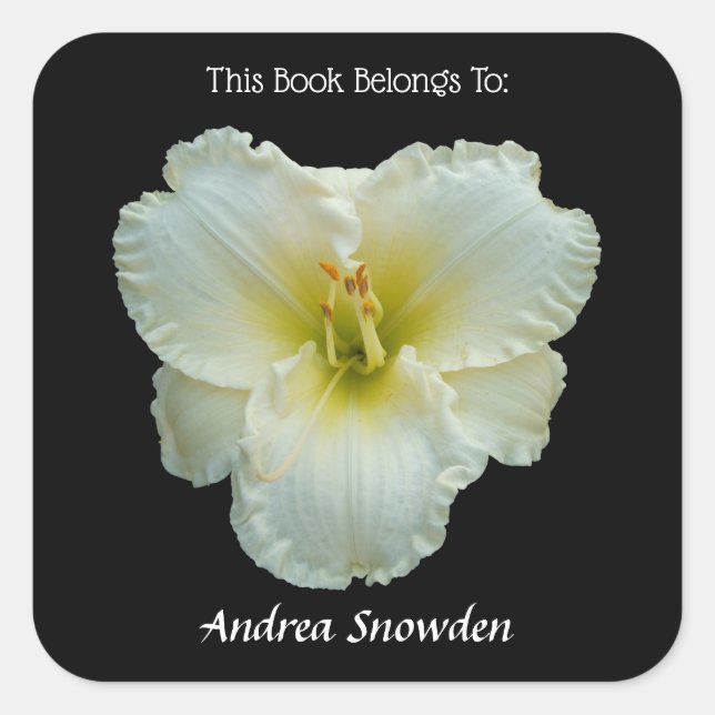 Pegatina Cuadrada White Daylily de 'Big Snowbird' en placa negra (Anverso)
