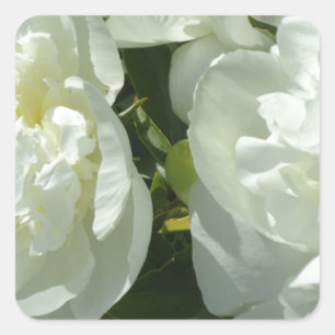 Pegatina Cuadrada White Peonies