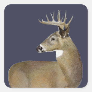 Pegatina Cuadrada White Tail Buck