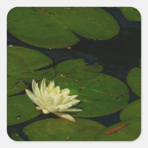 Pegatina Cuadrada White Waterlily I Fotografía Floral Pacífica