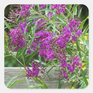 Pegatina Cuadrada Wildflowers púrpuras del Ironweed - gigantea de