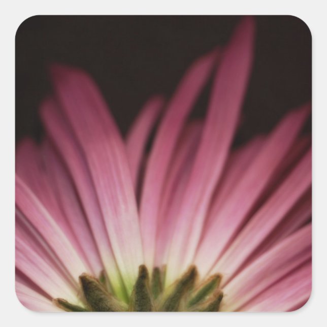 Pegatina Cuadrada Wiled Purple Daisy (Anverso)