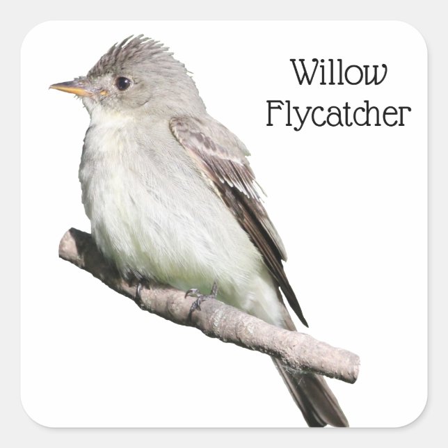 Pegatina Cuadrada Willow Flycatcher (Anverso)