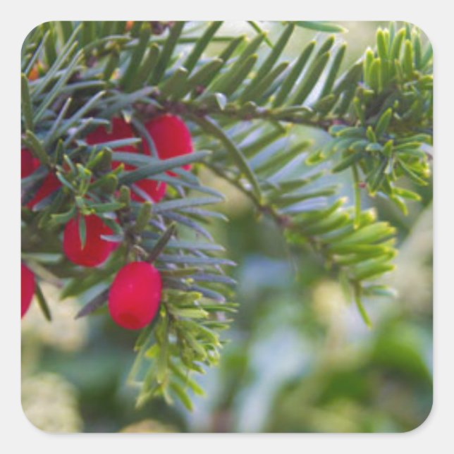 Pegatina Cuadrada Winter Berry (Anverso)