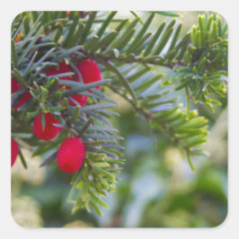 Pegatina Cuadrada Winter Berry