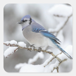 Pegatina Cuadrada Winter Blue Jay
