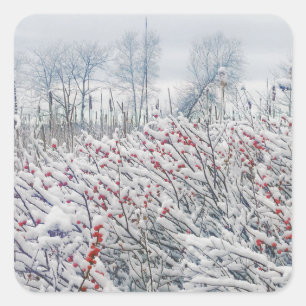 Pegatina Cuadrada winterberry y catas