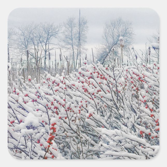Pegatina Cuadrada winterberry y cattails (Anverso)