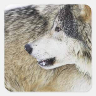 Pegatina Cuadrada Wolf