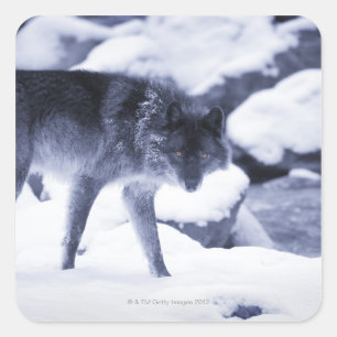 Pegatina Cuadrada Wolf