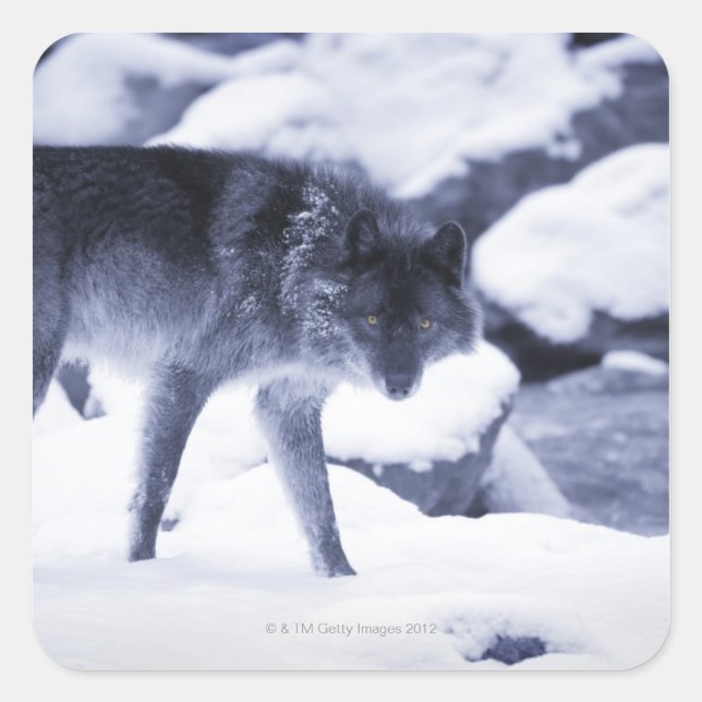 Pegatina Cuadrada Wolf (Anverso)