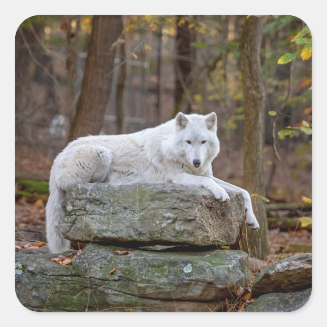 Pegatina Cuadrada Wolf en otoño (Anverso)